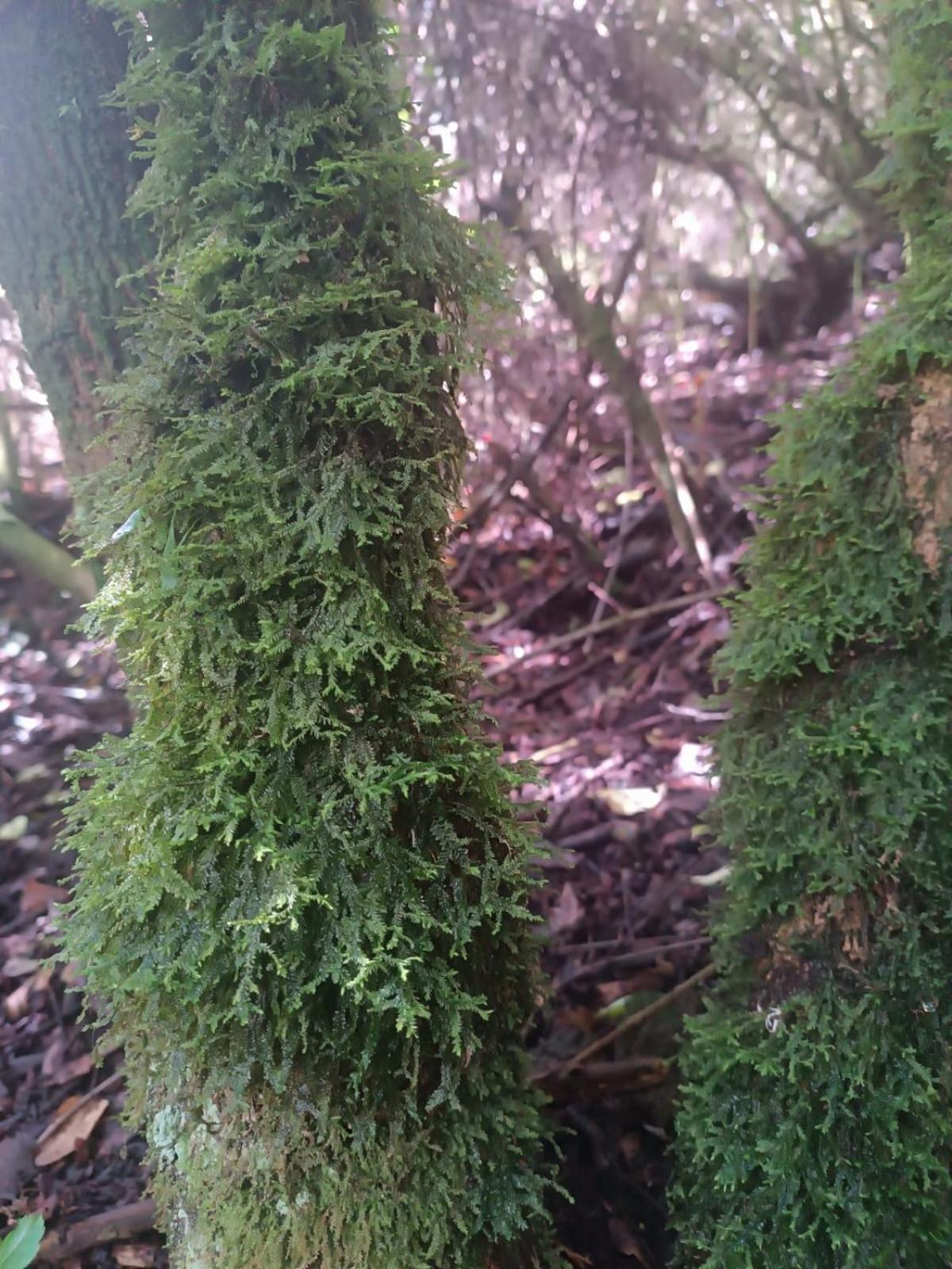 Eco-Cabana Piemonte Guasca Kültér fotó